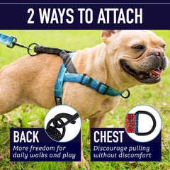 Detalles reflectivos en Leash Boss para mayor visibilidad nocturna.