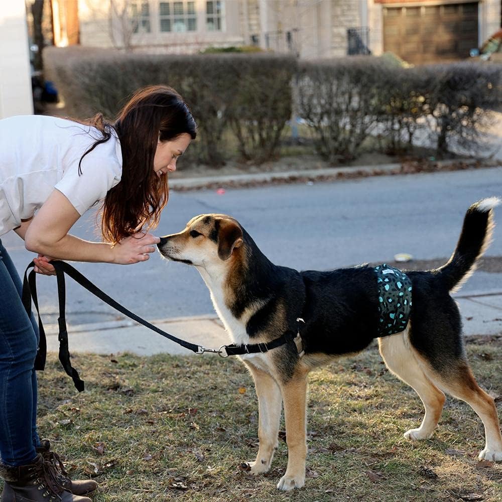 Pañales Leekalos para perro macho, ideal para mantener la casa limpia y cómoda.