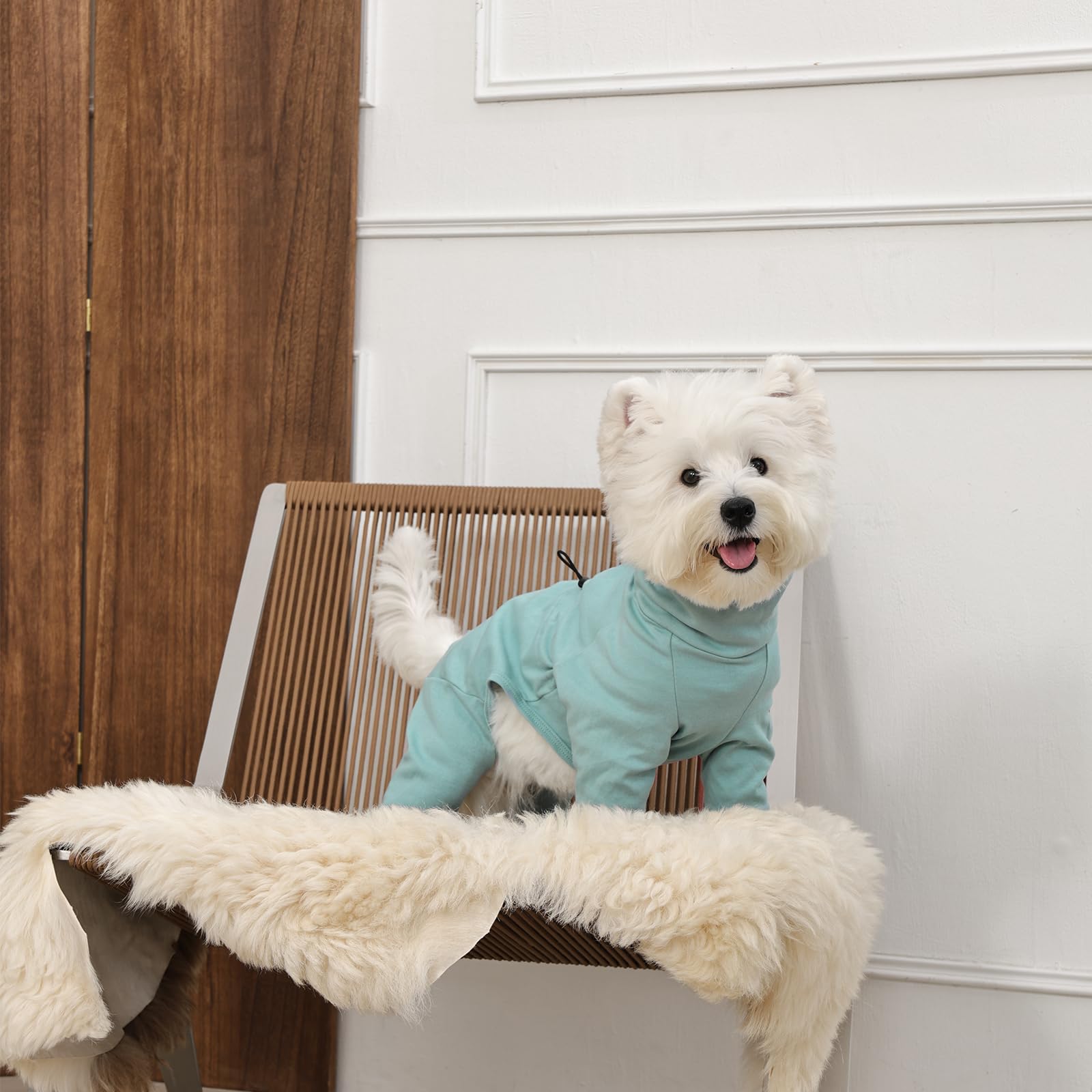 LeleTail: guía de talla mediana para perros pequeños y medianos.