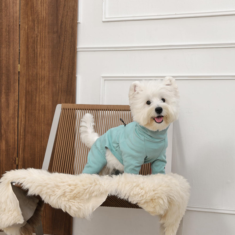 LeleTail: guía de talla mediana para perros pequeños y medianos.