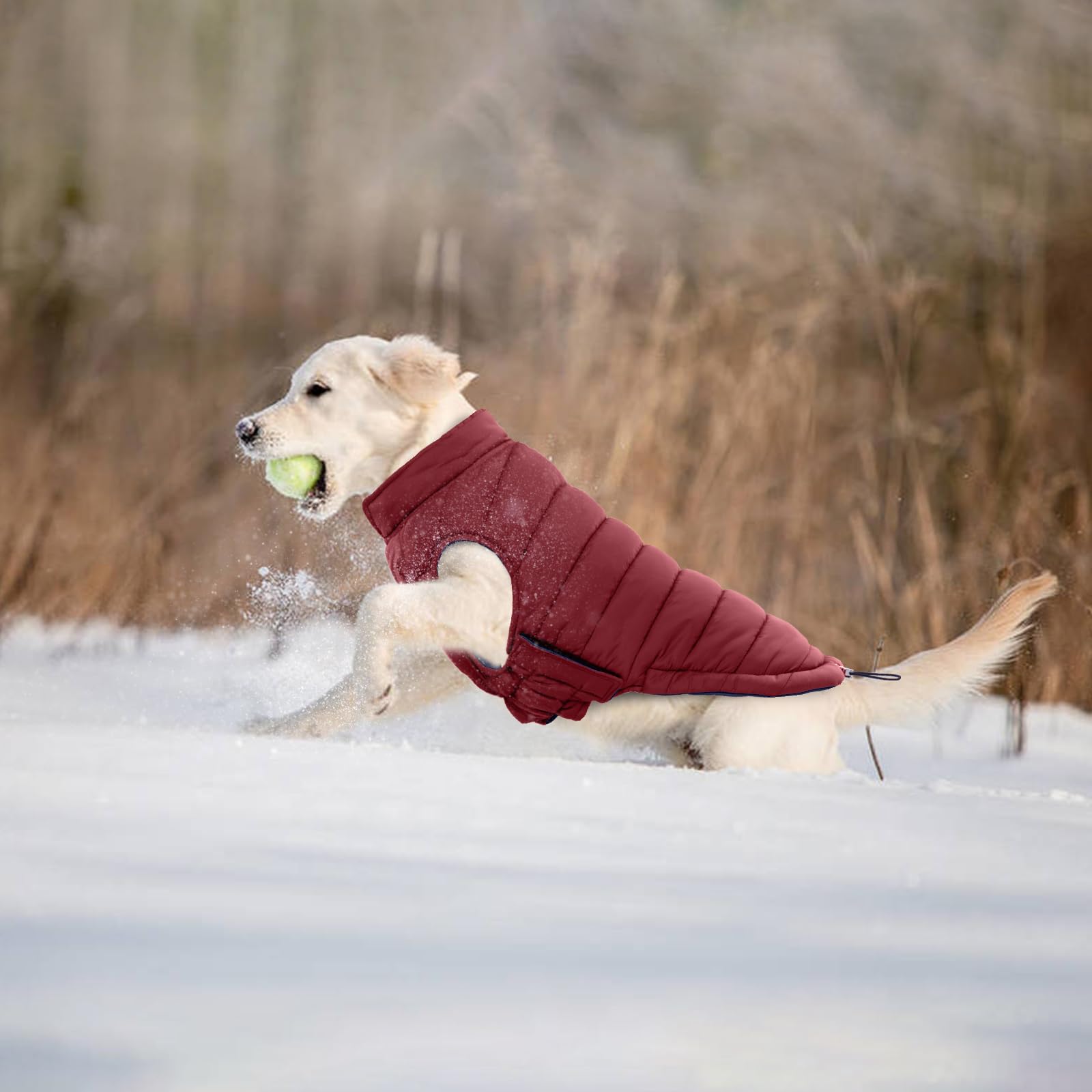Abrigo color vino para perros grandes, estilo y confort.