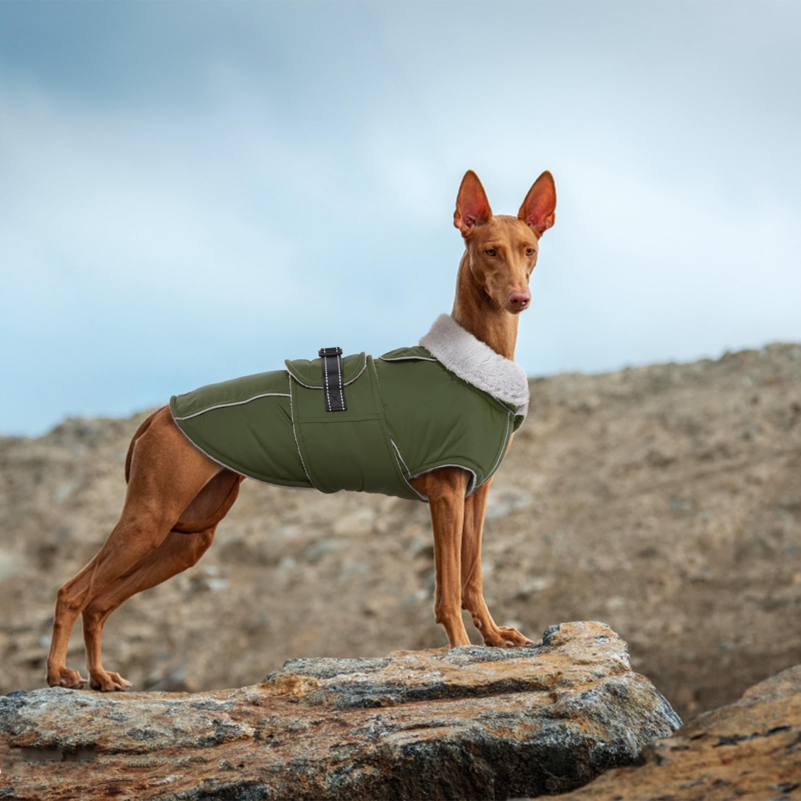 LeLePet abrigo XXXL verde militar para perros grandes, ideal para exteriores.