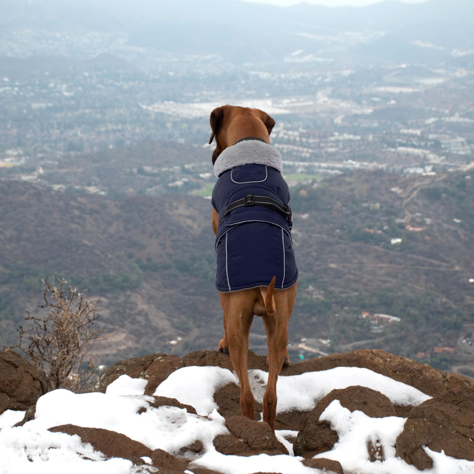 LeLePet forro de fleece cálido para mayor comodidad durante el paseo.
