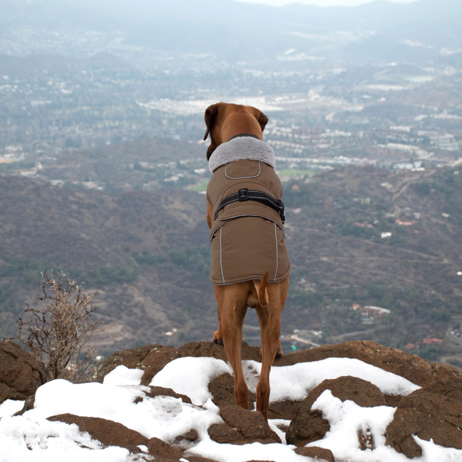 LeLePet abrigo impermeable, ideal para lluvia ligera o nieve.