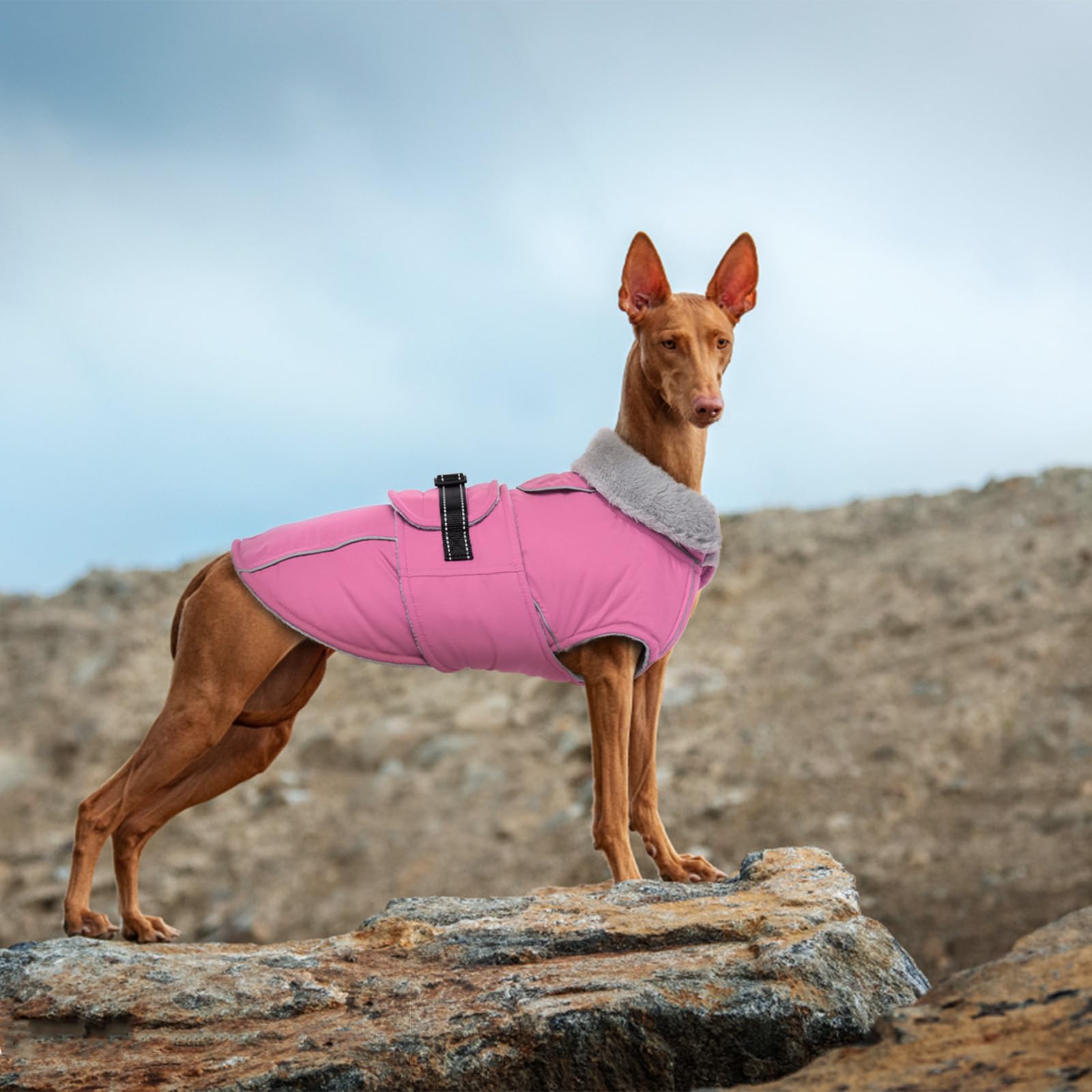 LeLePet tallas disponibles, guía de tallas para perros grandes.