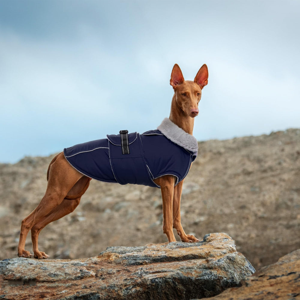 LeLePet abrigo disponible en múltiples tallas para perros pequeños y grandes.