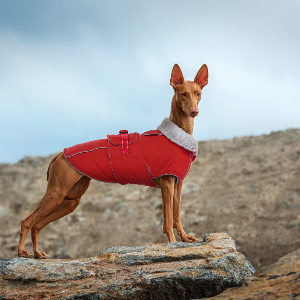 Lelepet abrigo perro disponible en varias tallas para todo tipo de perros