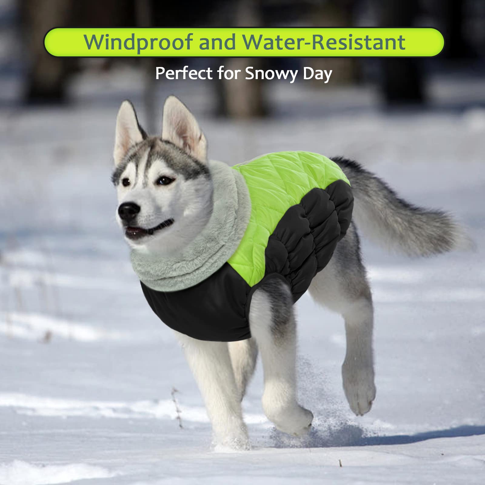 LeLePet chaqueta invernal impermeable para paseos