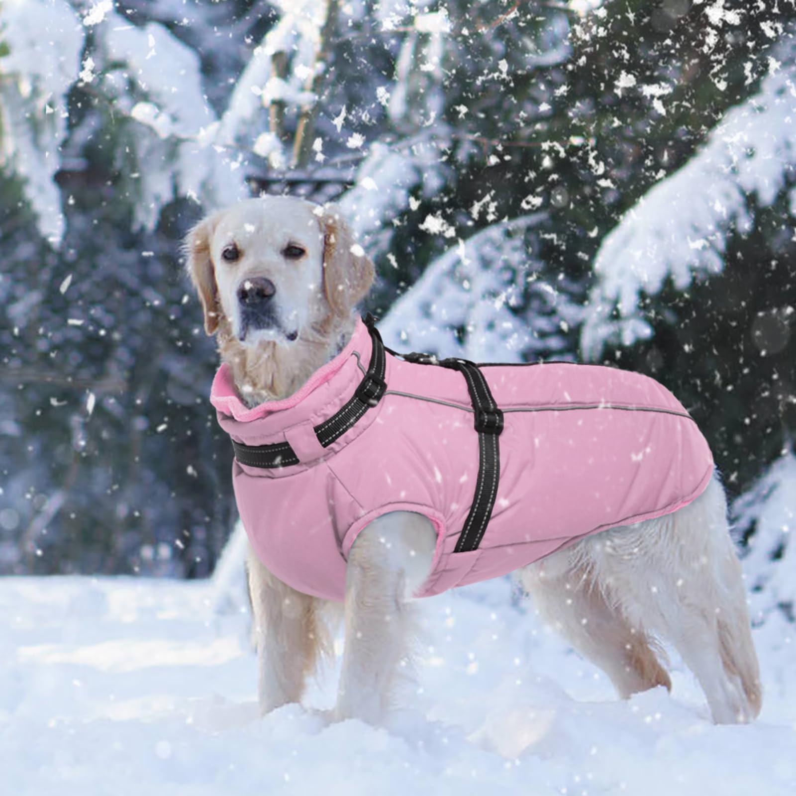 LeLePet abrigo rosa para perro mediano, ideal para Schnauzer durante paseos fríos.