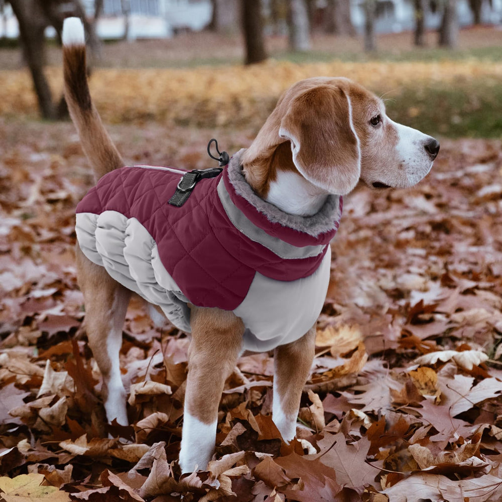 LeLePet disponible en tallas y colores para perros