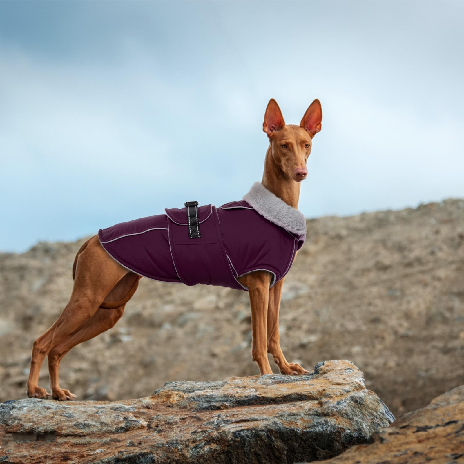 LeLePet abrigo purpura oscuro XXXL ideal para perros grandes.