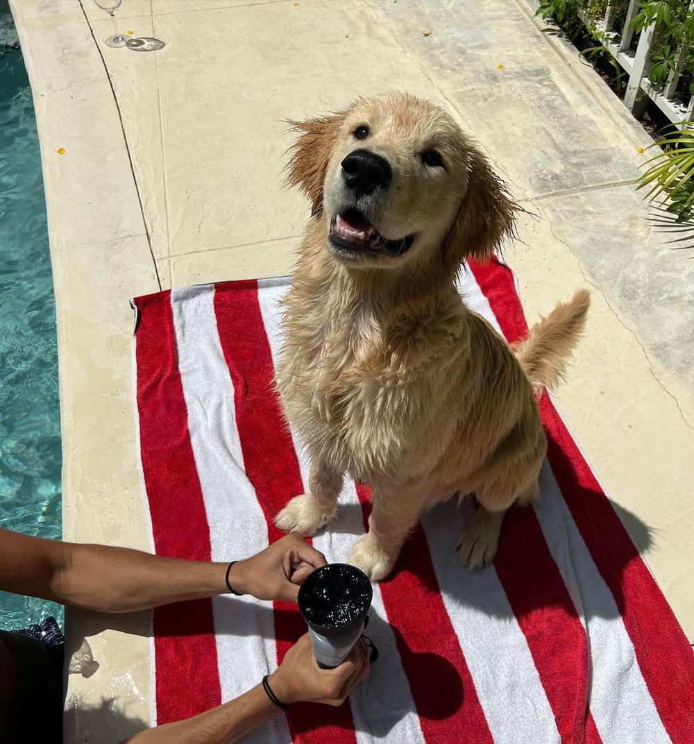 Lesotc perfecta para viajes al aire libre y visitas a la playa con tu perro.