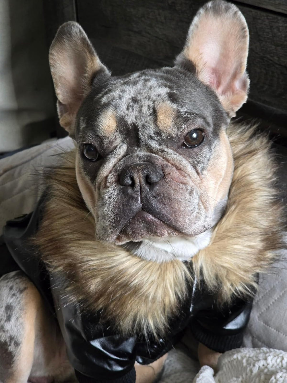 Lesypet cazadora perro botones bronce: detalle de estilo en la espalda