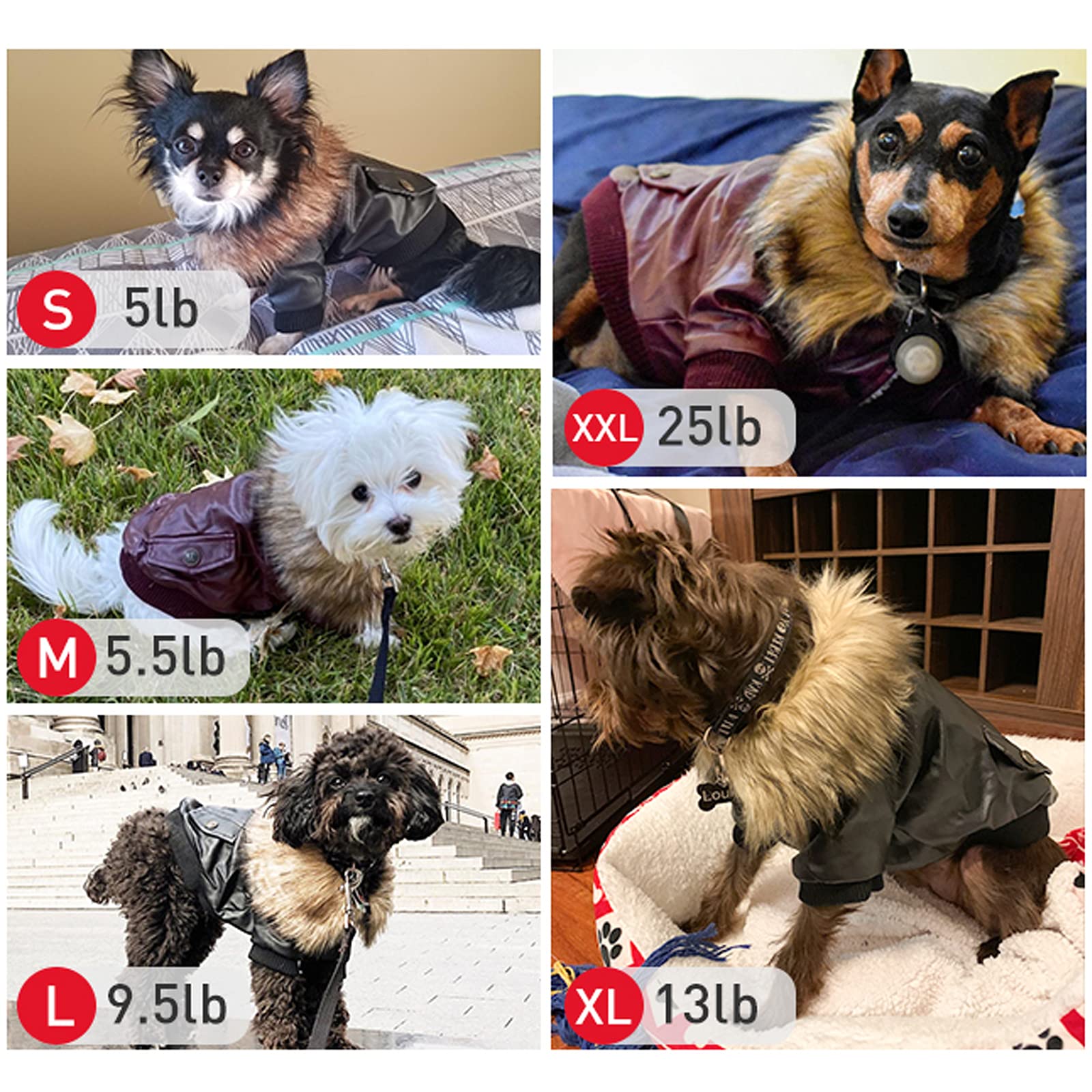 Lesypet cazadora perro diseño Harley: estilo urbano para perros pequeños