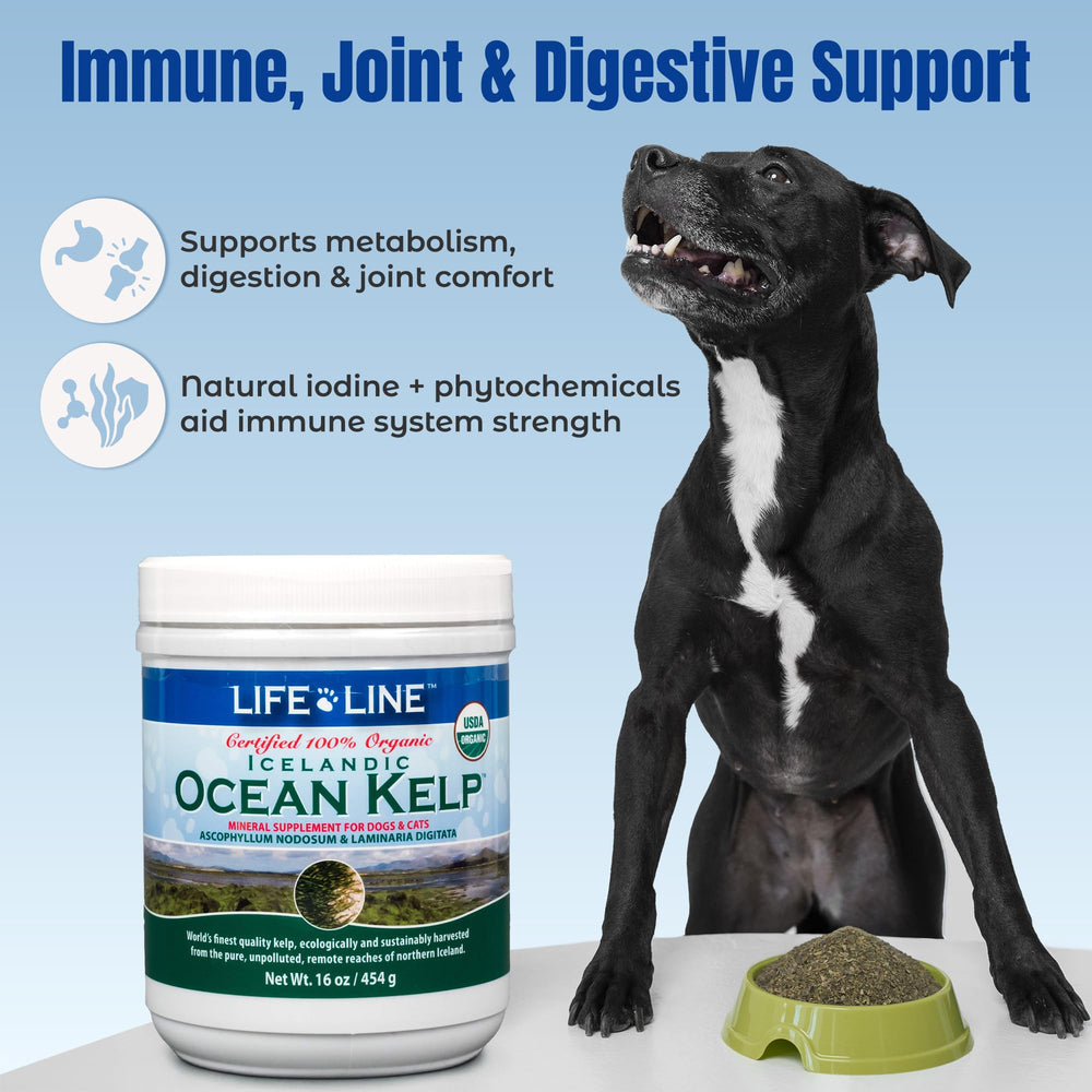 Life Line alga oceánica cuchara medidora: dosificación fácil para cada comida.