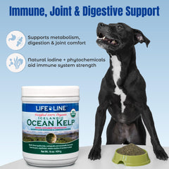 Life Line alga oceánica cuchara medidora: dosificación fácil para cada comida.