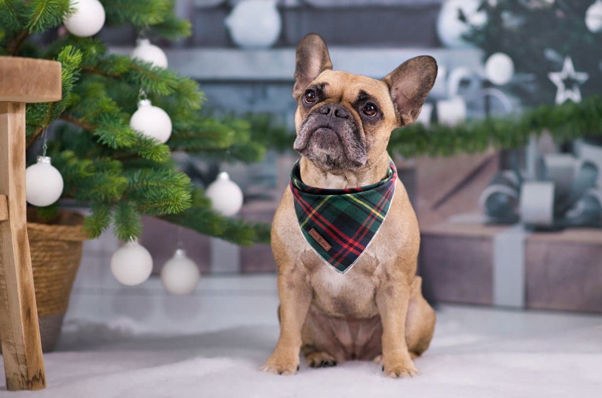 Bandana algodón suave Lionet Paws verde, cómodo para uso diario y paseos