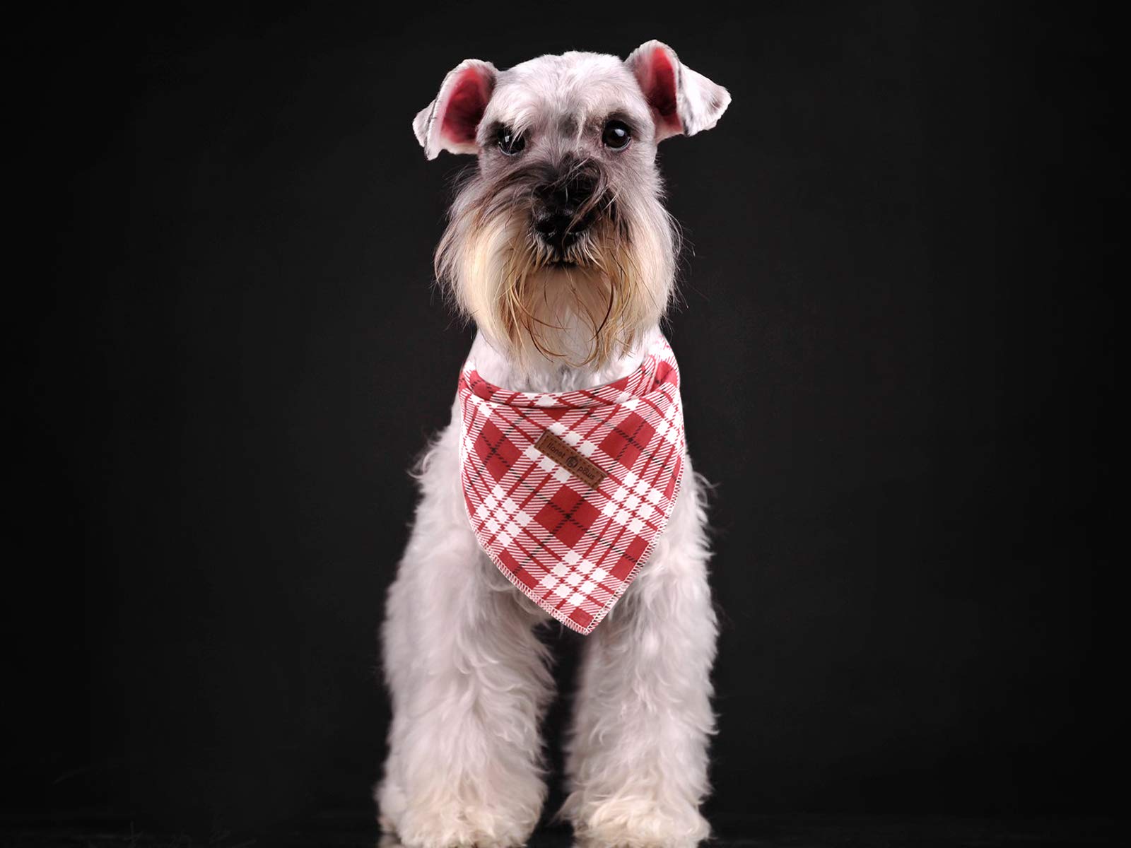 Bandana para sesiones de fotos con tema navideño, Lionet Paws.