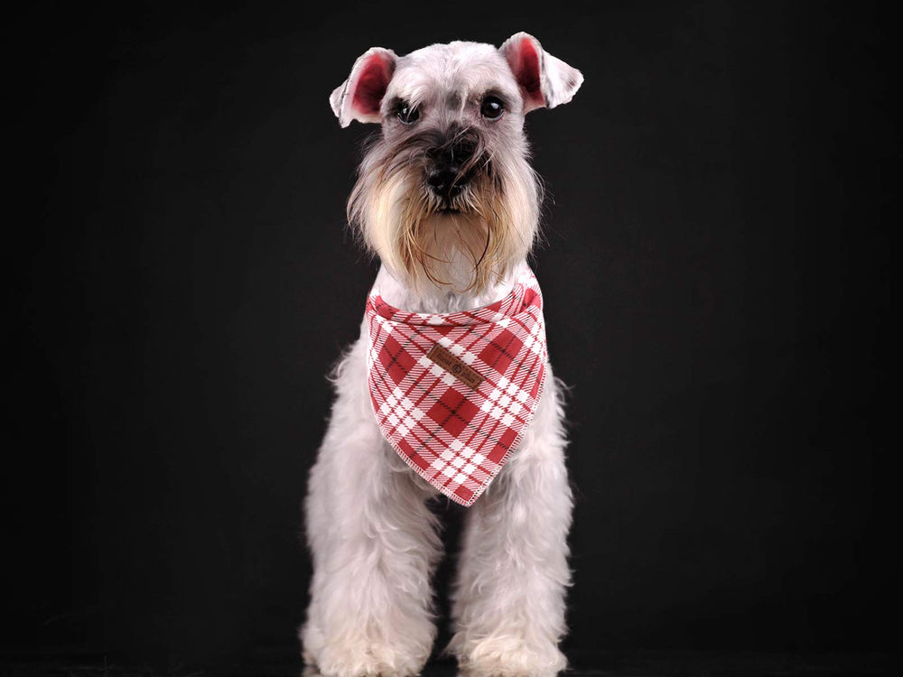 Bandana para sesiones de fotos con tema navideño, Lionet Paws.