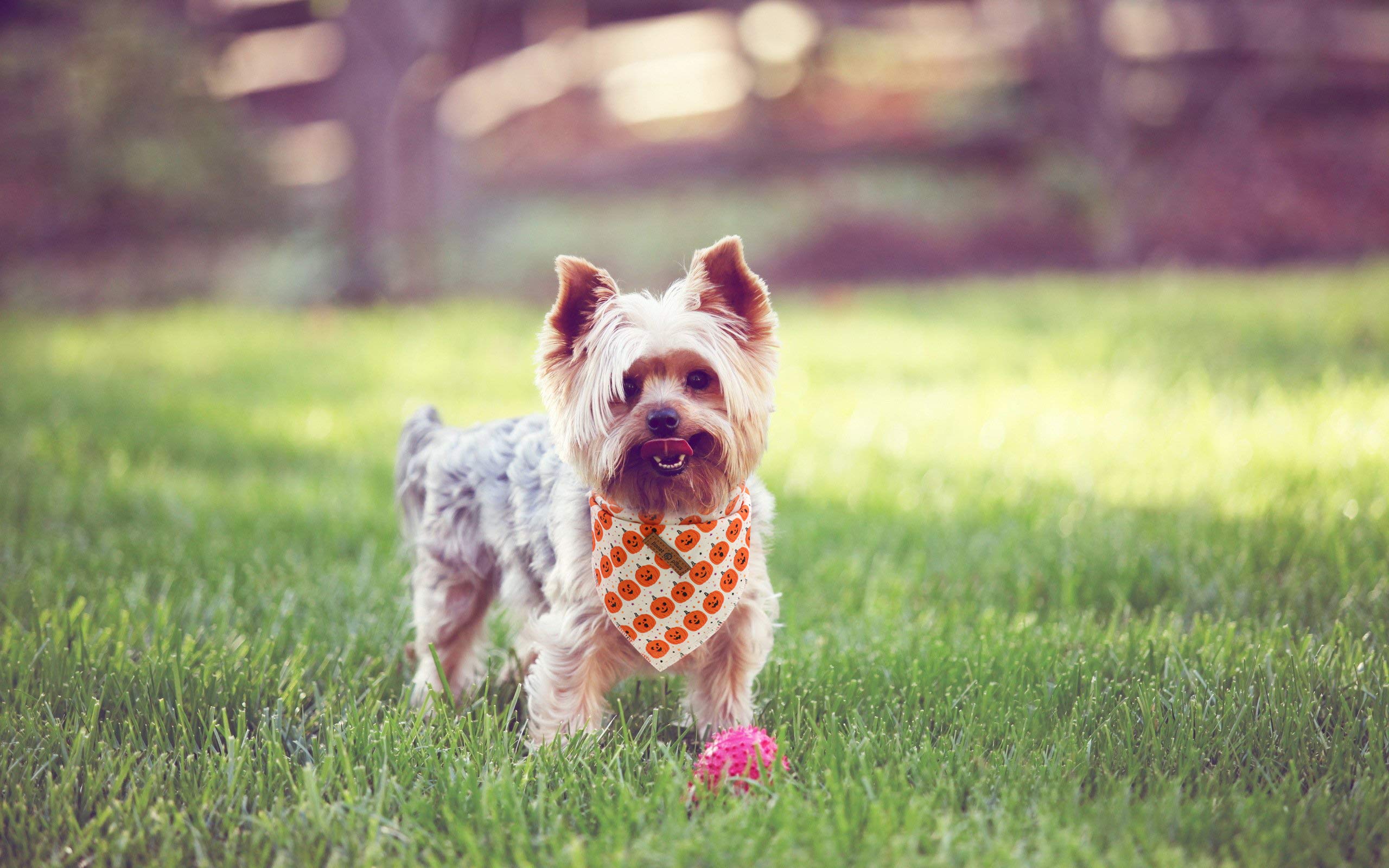 Bandana para perros Lionet Paws, naranja calabaza, combina con collar y correa.