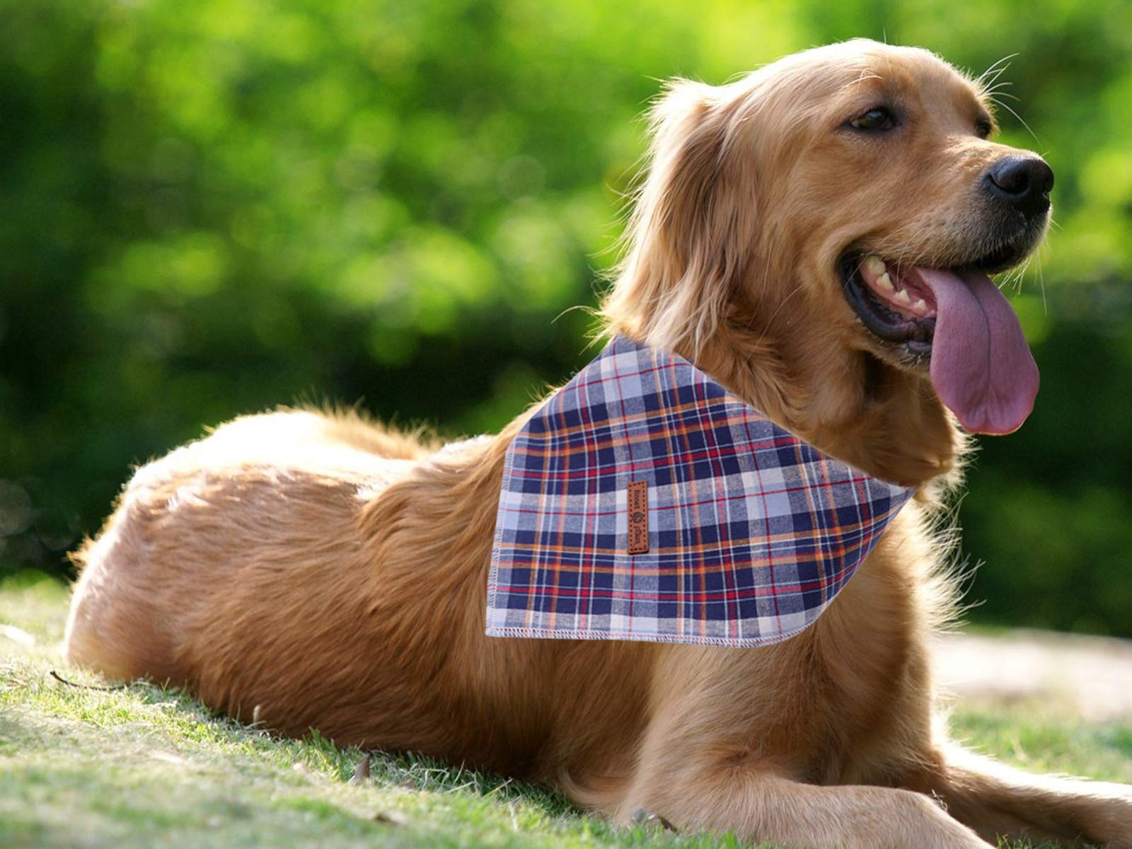 Bandana Lionet Paws para sesiones de fotos caninas y socialización