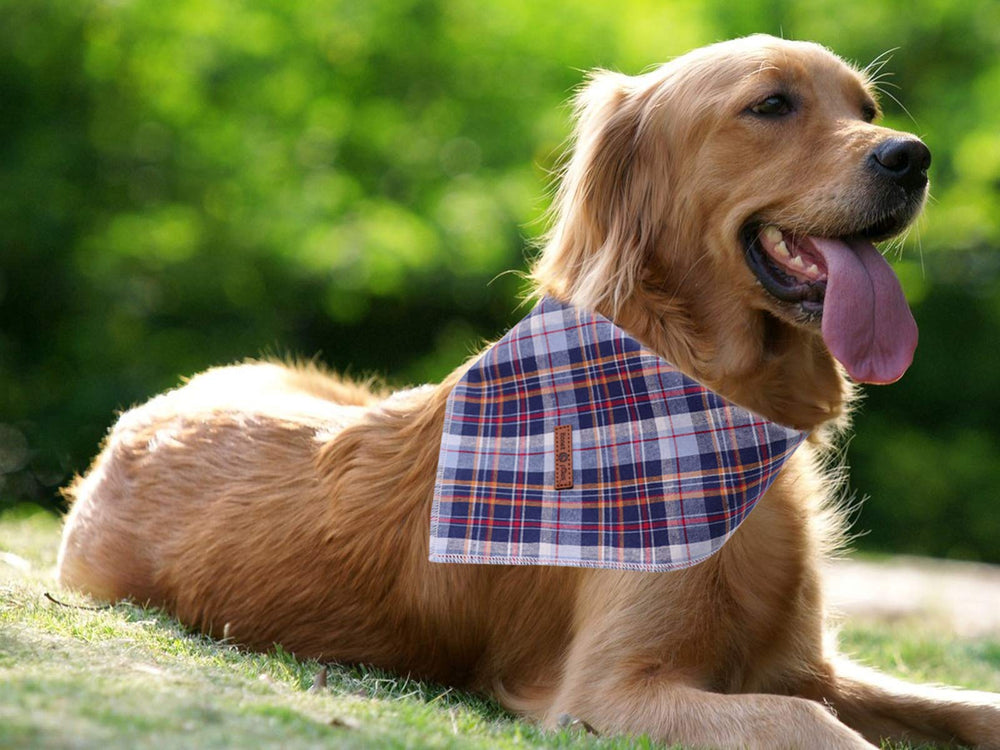 Bandana Lionet Paws para sesiones de fotos caninas y socialización
