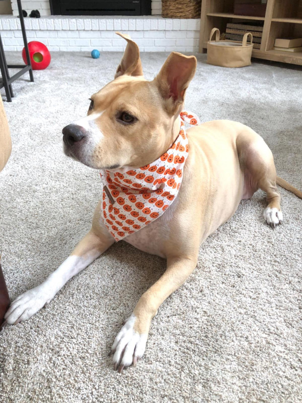 Accesorio Lionet Paws, bandana perros, patrón naranja calabaza, perfecto para paseo.