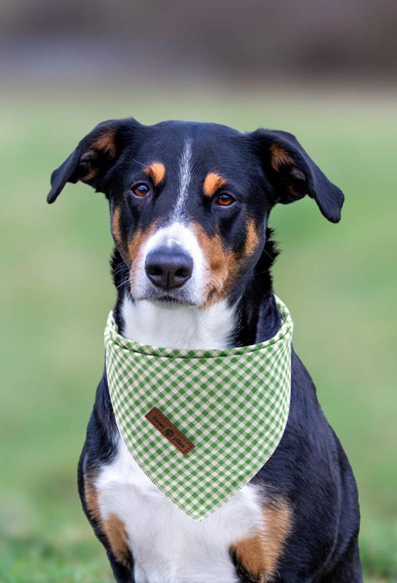 Bandana Lionet Paws, triángulo confeccionado, ideal para aventuras al aire libre.
