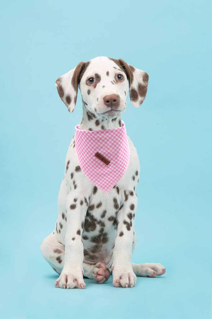 Sesión de fotos con bandana Lionet Paws rosa y diseño llamativo.