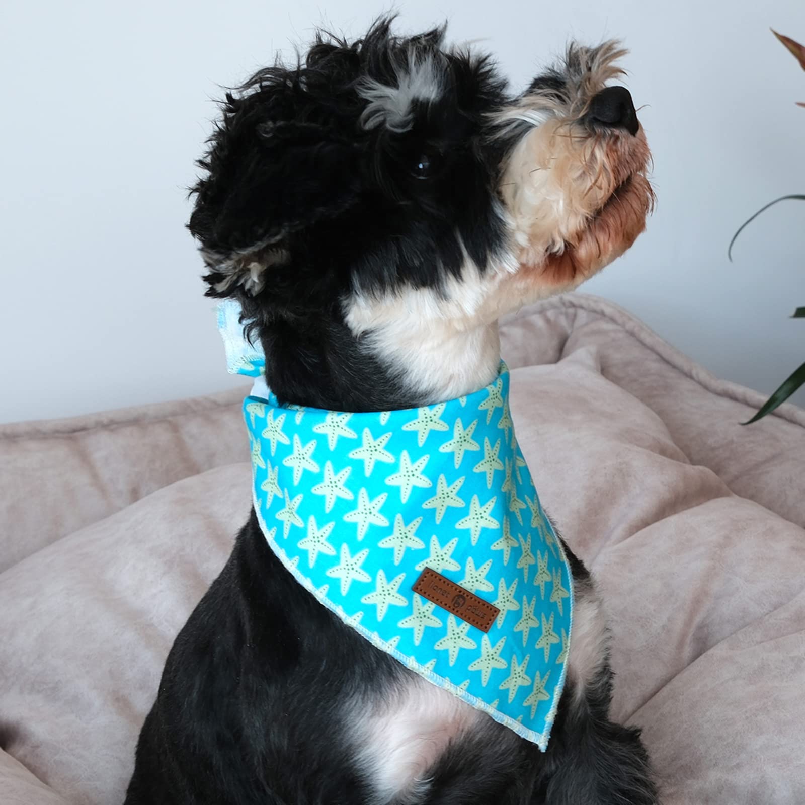 Lionet Paws bandana tamaño S con estrella de mar, ideal para sesiones de fotos