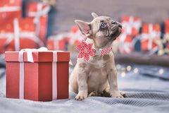 Lionet Paws collar algodón: tacto suave para el uso diario