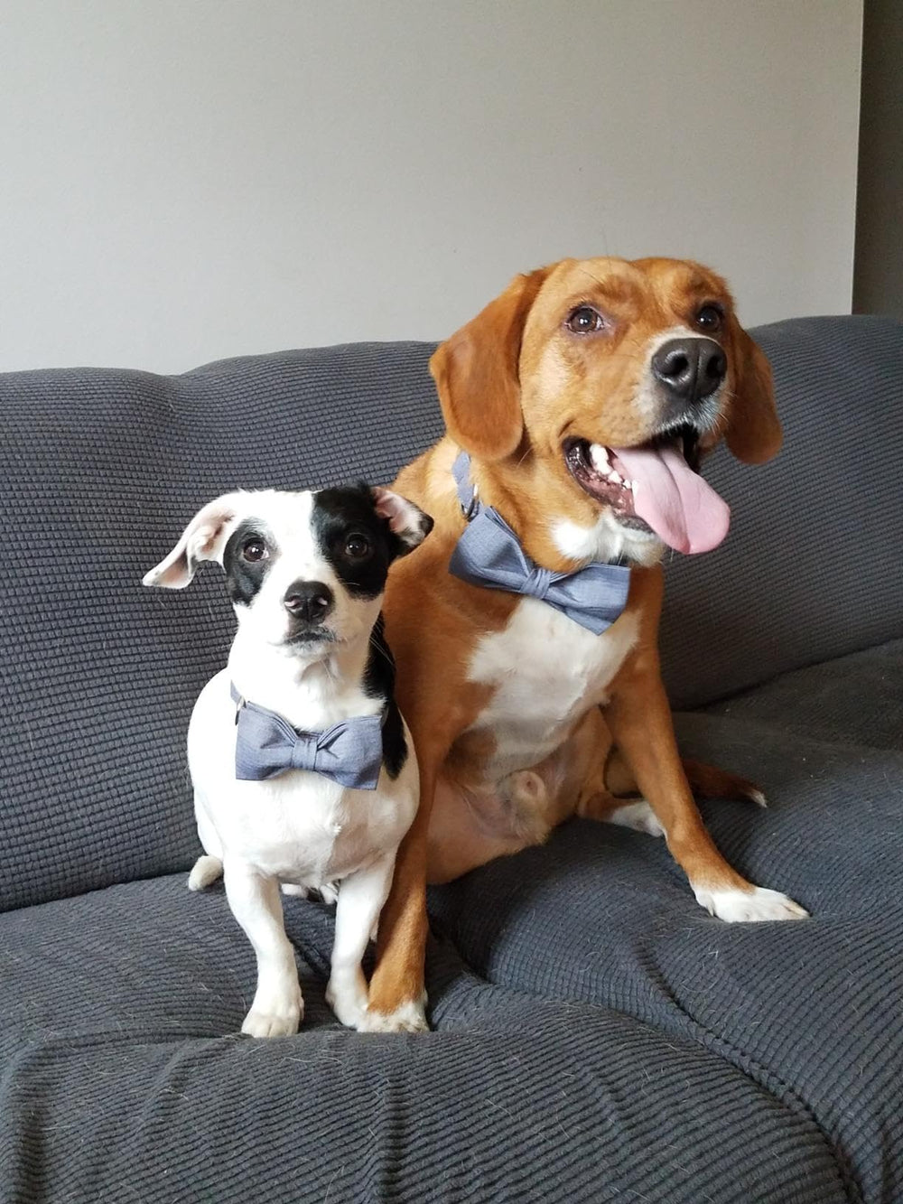 Lazo separable y collar a juego Lionet Paws para combinar looks