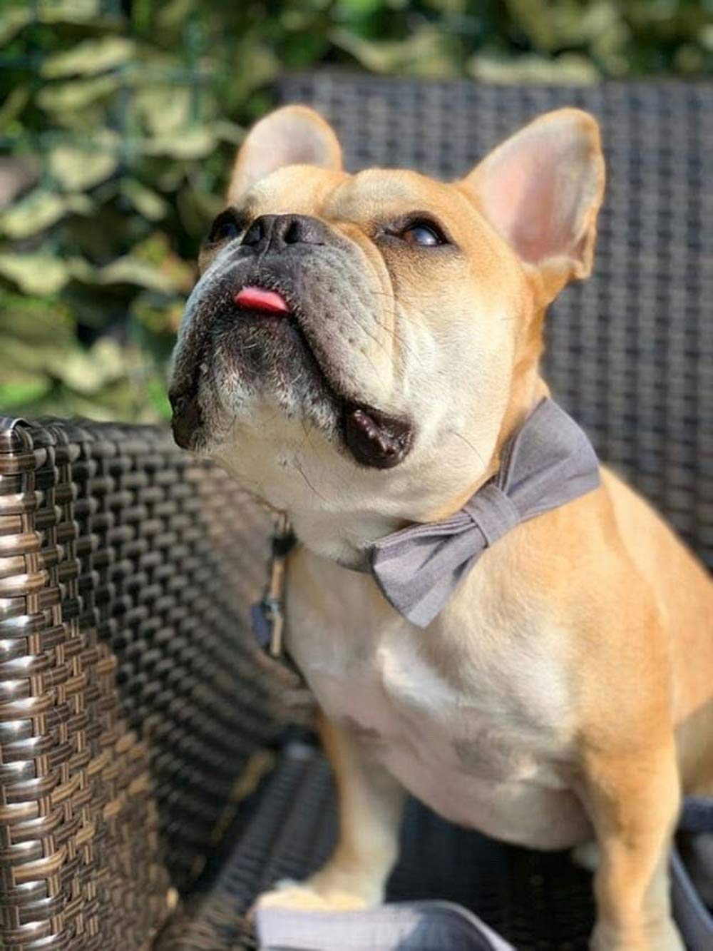 D-rings soldados en el collar Lionet Paws para mayor durabilidad