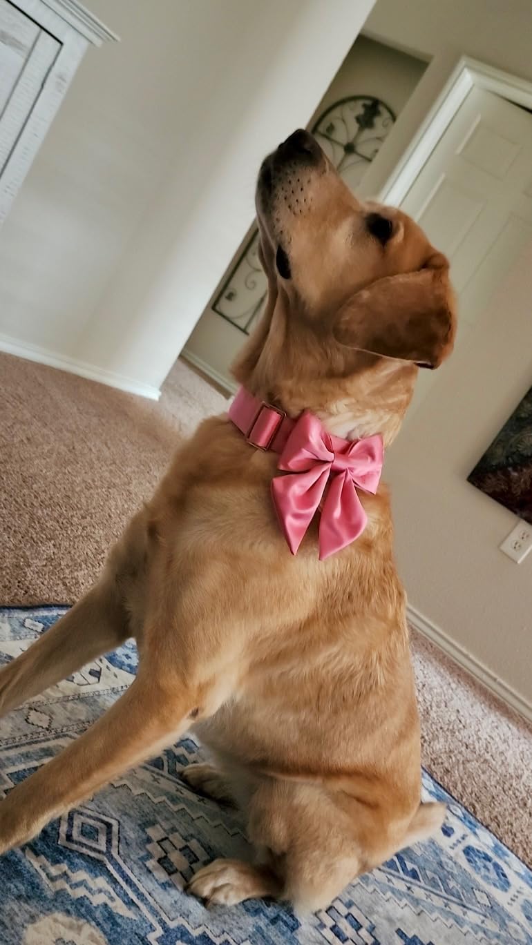 Lionet Paws collar con lavado a mano para conservar la seda.