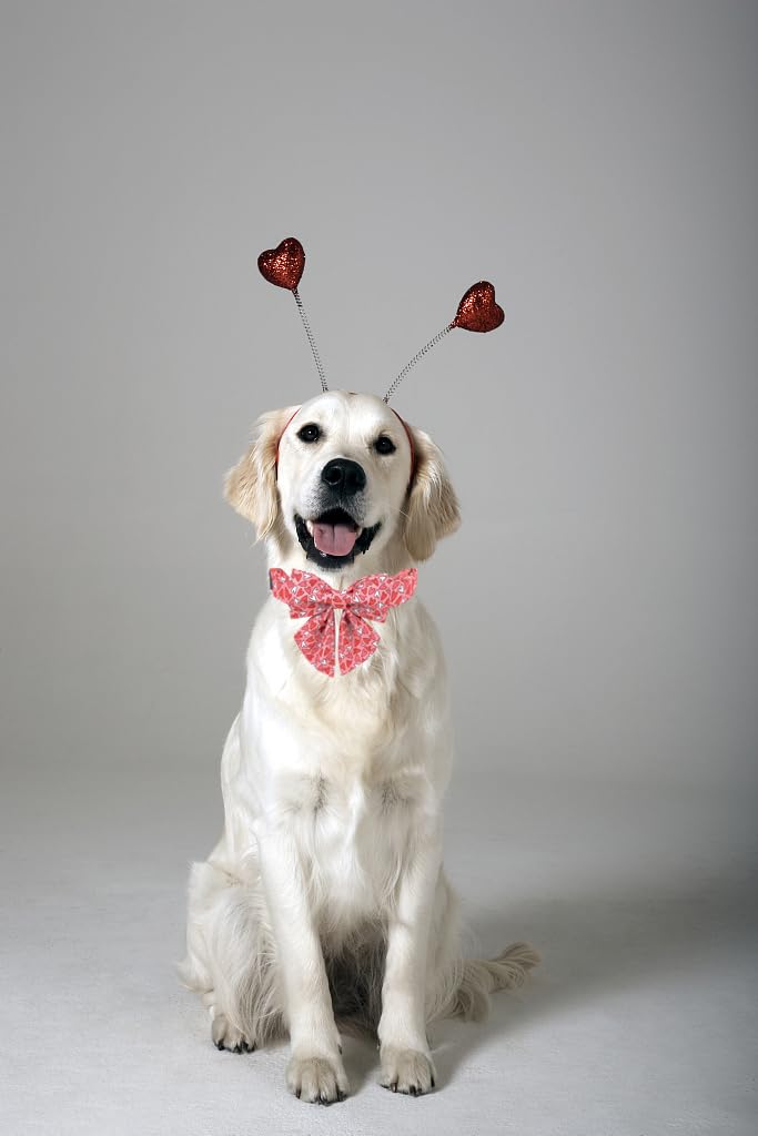 Conjunto Lionet Paws en diseño con varias tallas, ideal para mascotas.