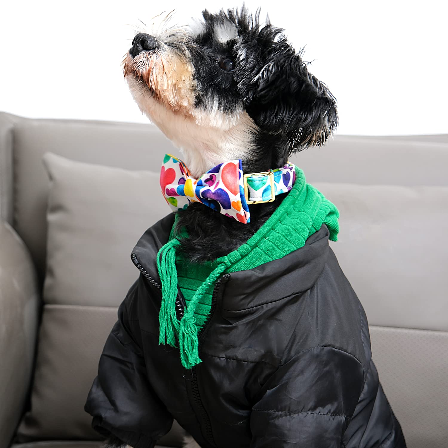 Hebilla de aleación Lionet Paws, collar fácil de poner y quitar.