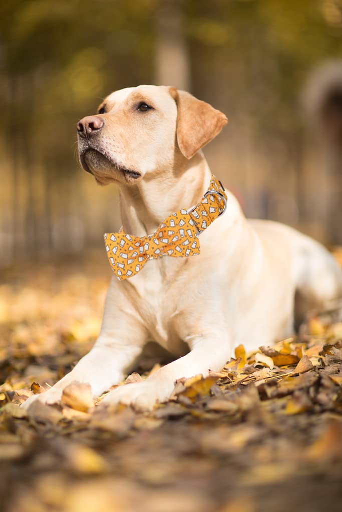 Hebilla metalica en collar Lionet Paws, durabilidad para aventuras
