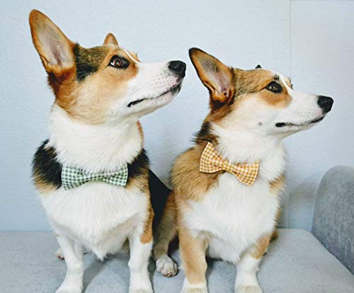 Collar Lionet Paws lavable a máquina: limpieza rápida para uso diario.