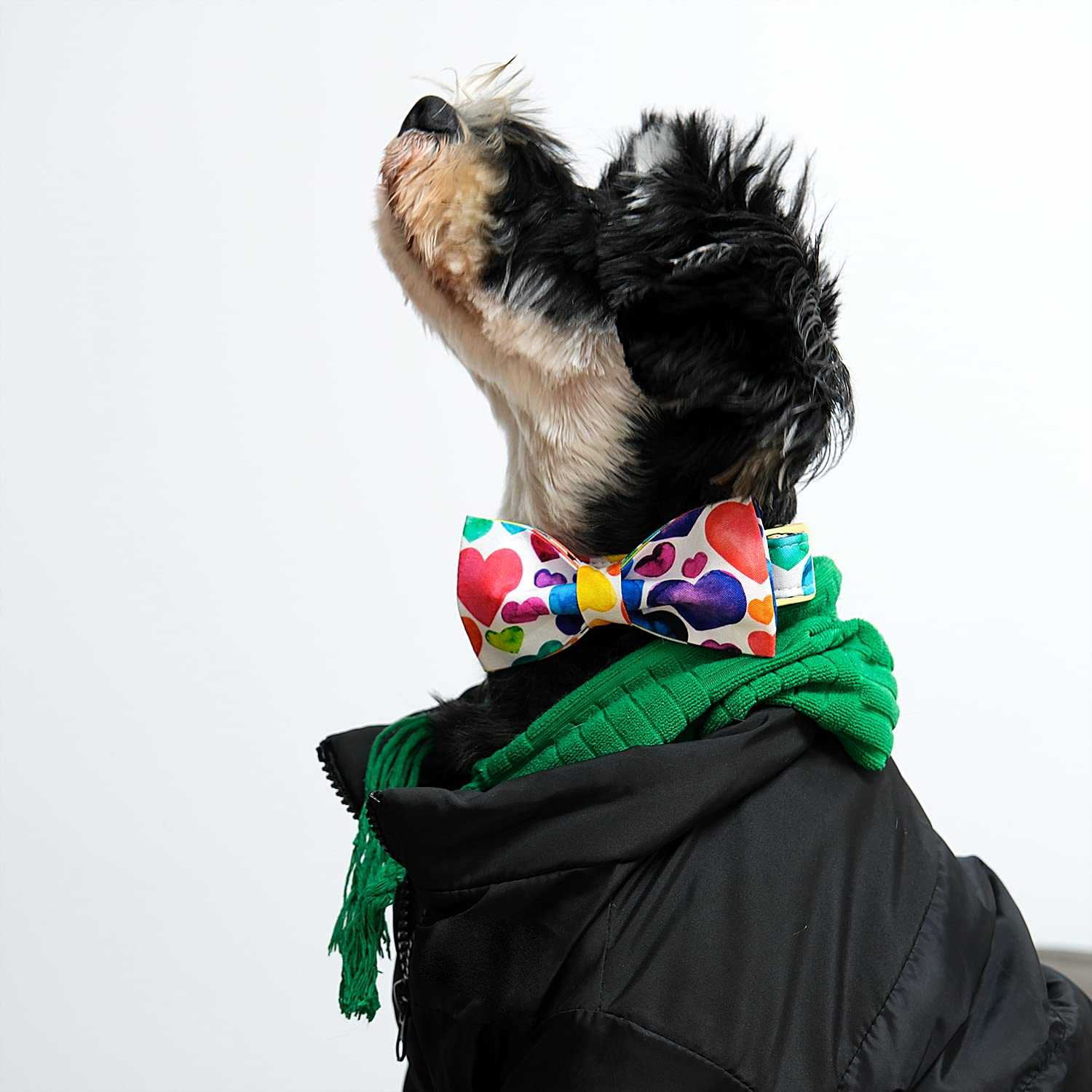 Collar Lionet Paws en algodón grueso, suave y duradero.