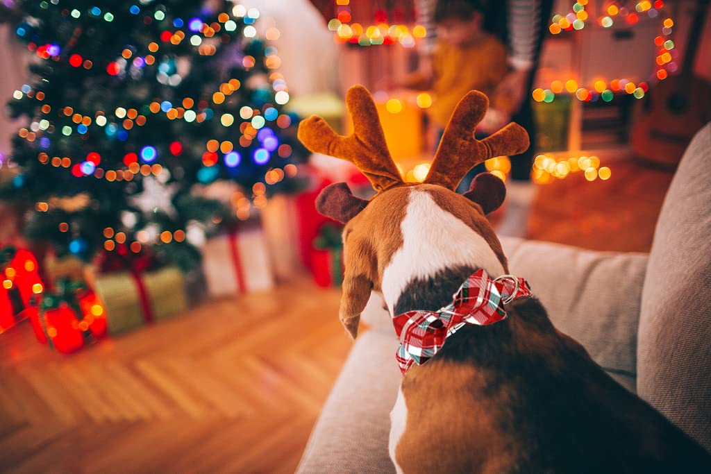 Lionet Paws collar para ocasiones familiares y fiestas.