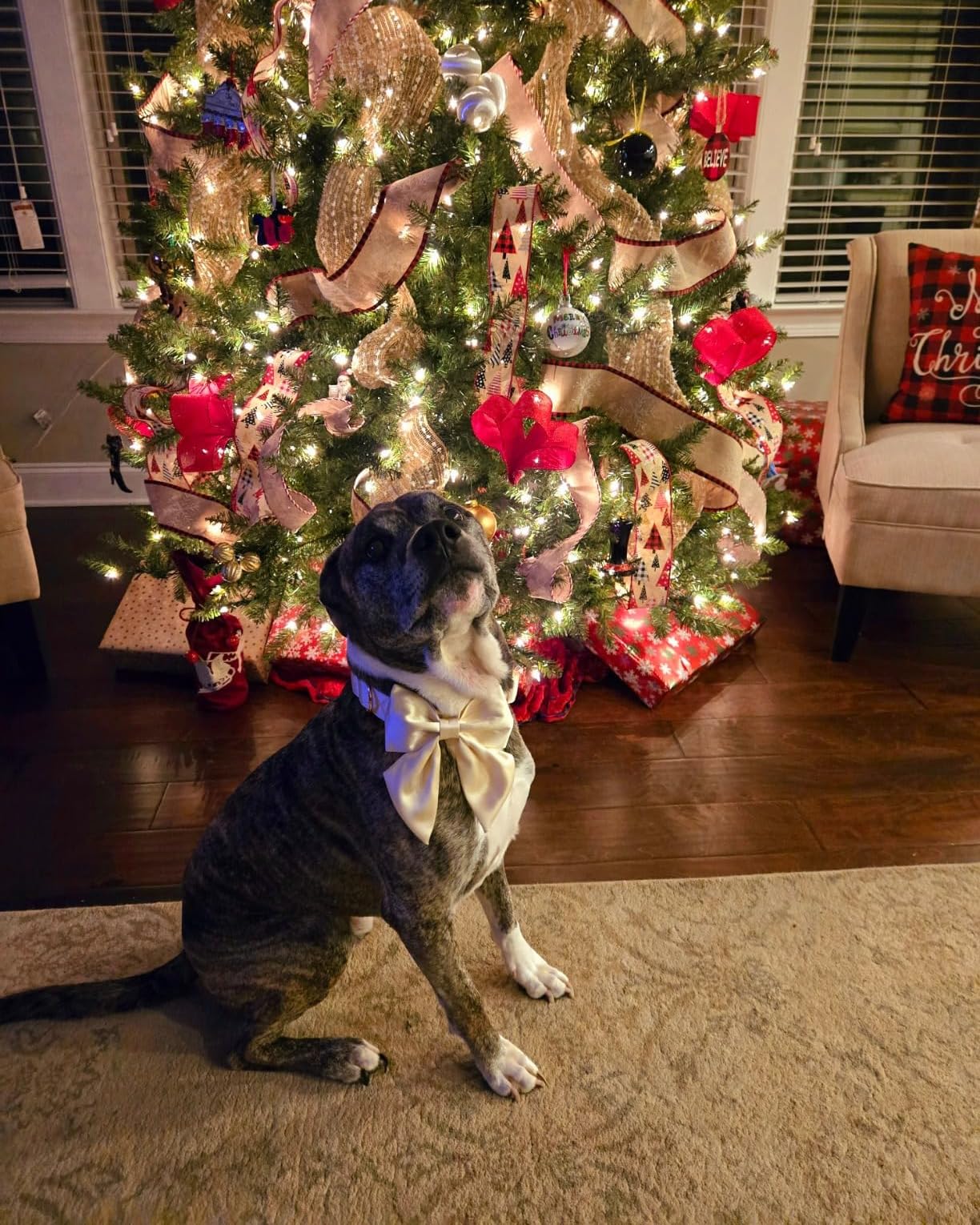 Collar Lionet Paws para sesiones de fotos familiares con lazo elegante.