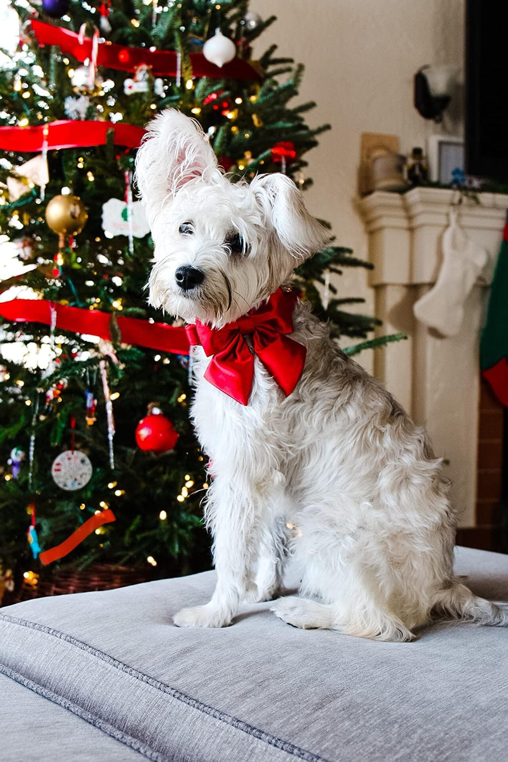 Collar Lionet Paws ideal para fotos y fiestas
