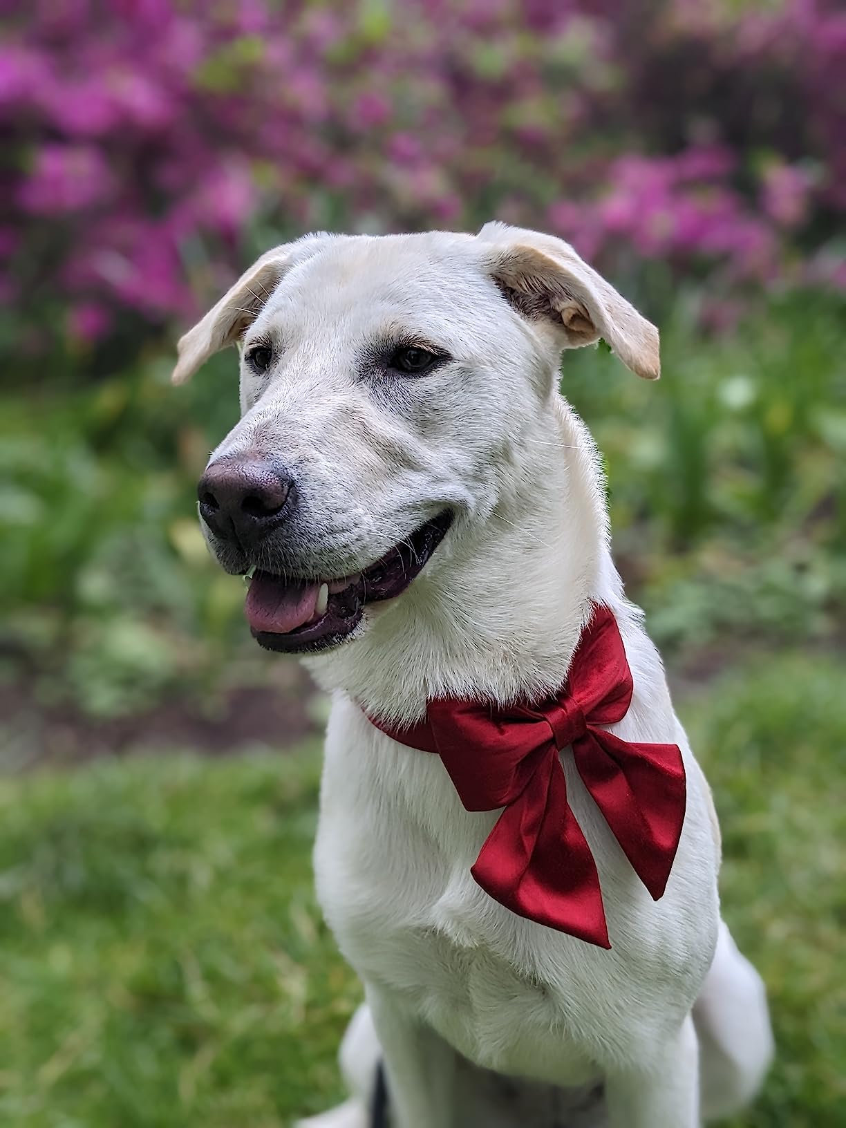 Lionet Paws collar ideal para retratos familiares.