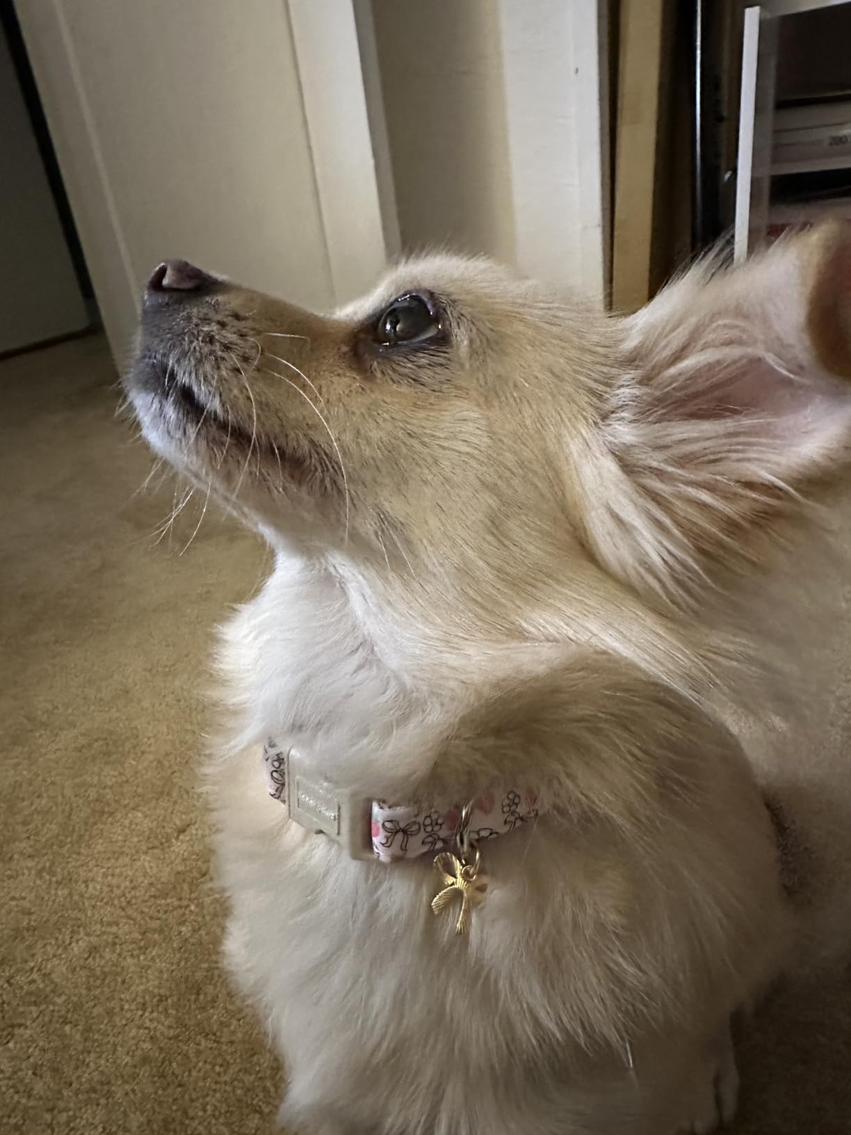 Collar Lionet Paws para uso diario y sesiones de fotos