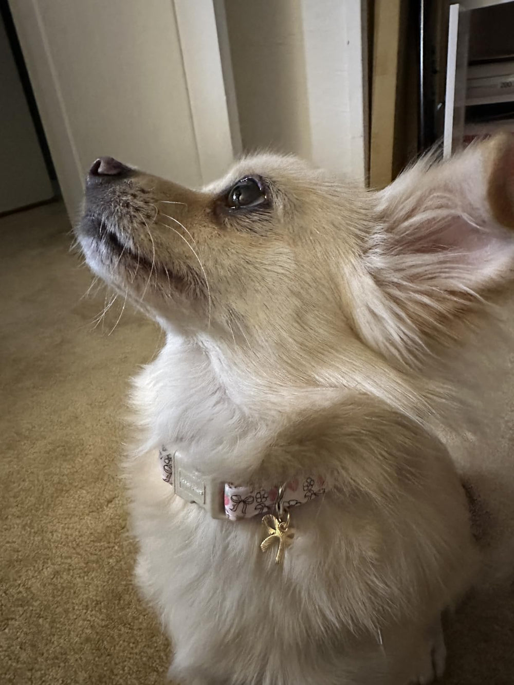 Collar Lionet Paws para uso diario y sesiones de fotos
