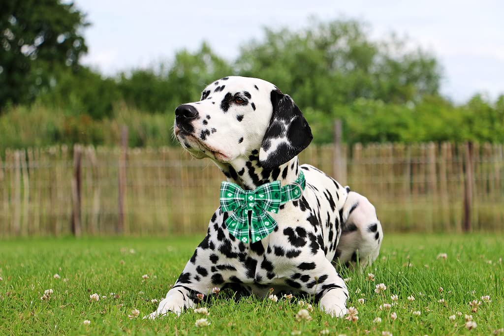 Collar Lionet Paws para Día de San Patricio, estilo festivo