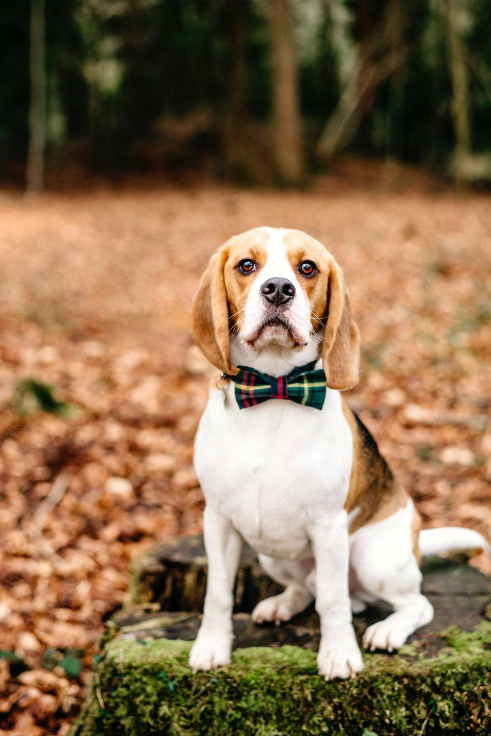 Diseño festivo para perros grandes, collar Lionet Paws.
