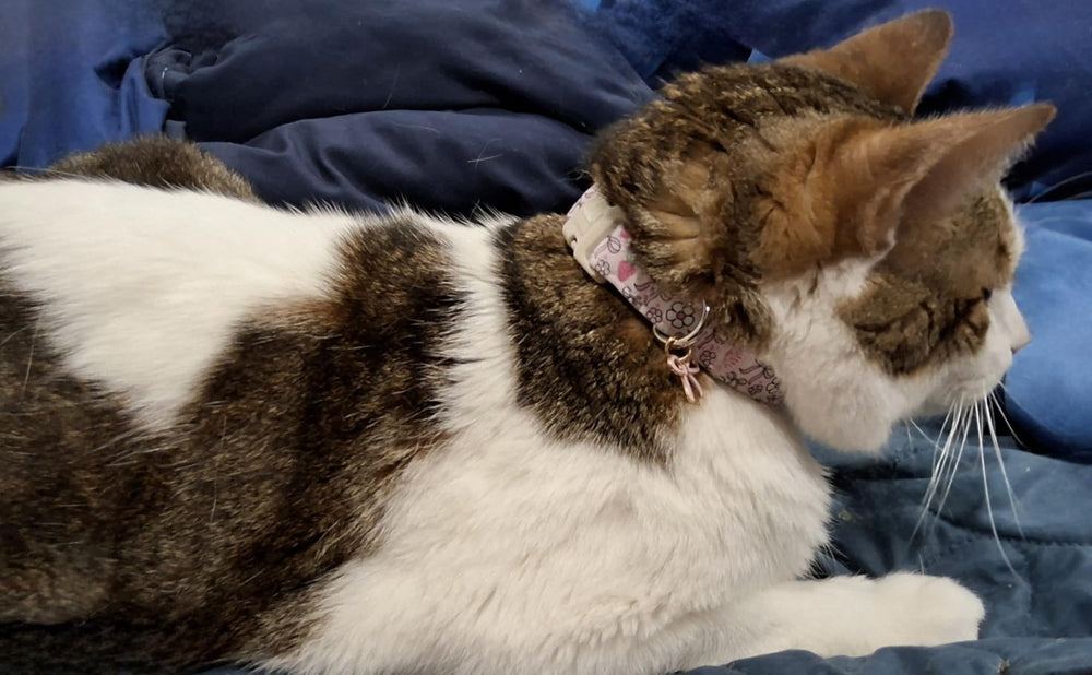 Collar Lionet Paws para paseos con estilo y confort.