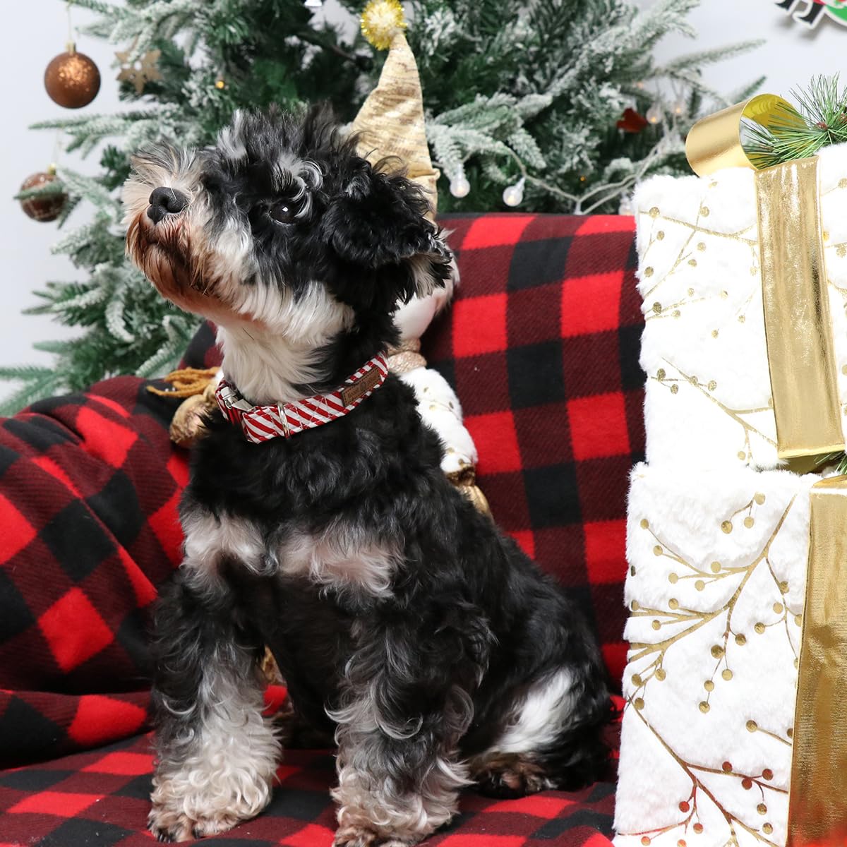 Patrón navideño del collar Lionet Paws, perfecto para sesiones de fotos familiares.