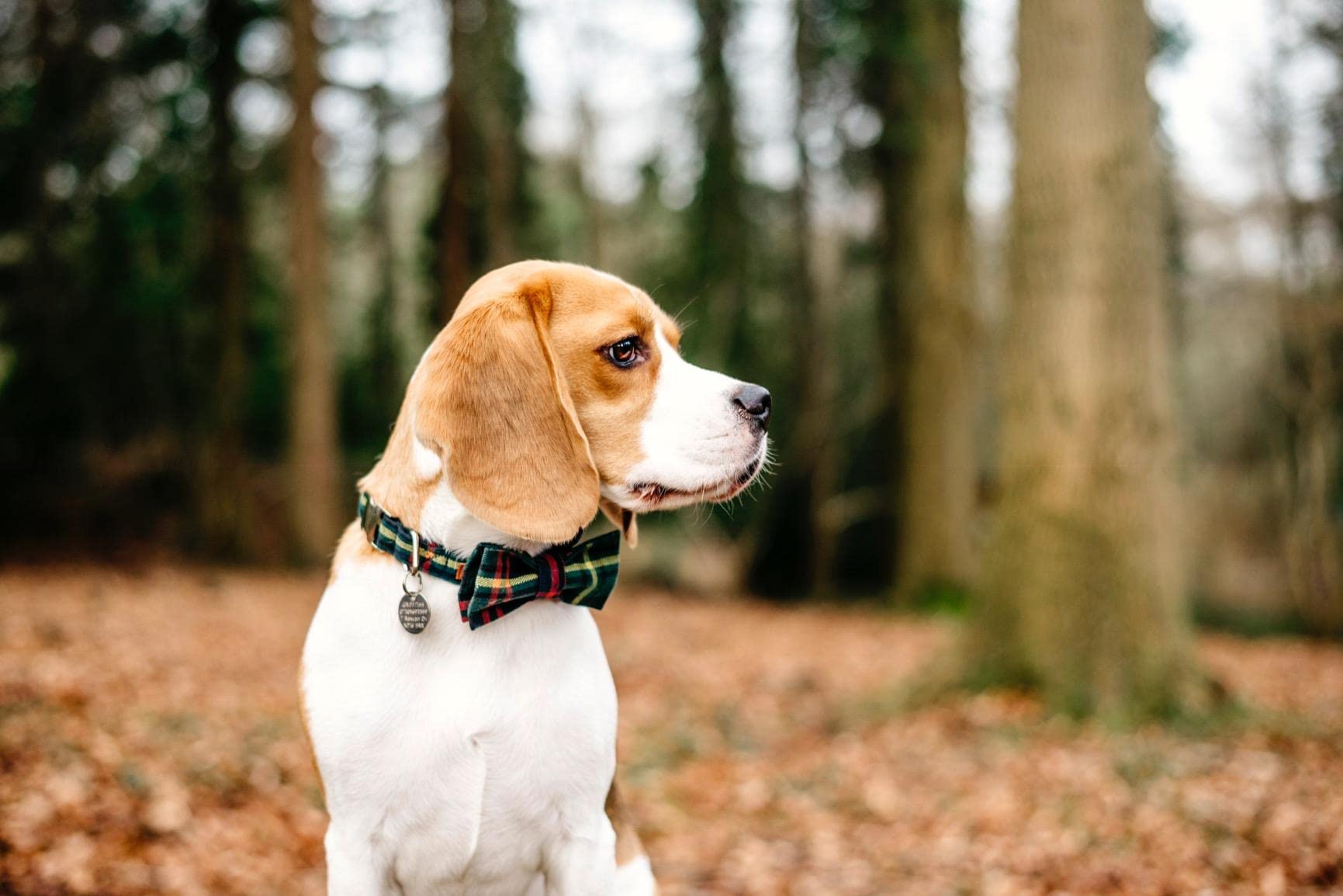 Fácil limpieza: collar Lionet Paws resiste uso diario.